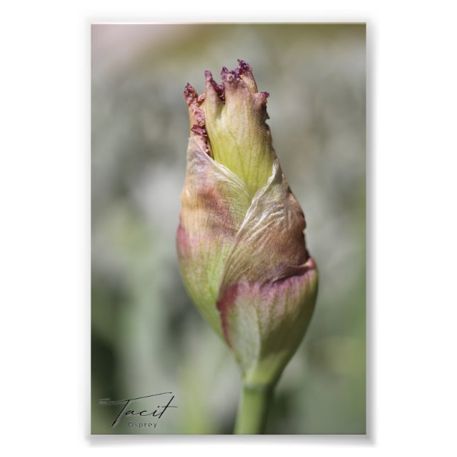 Bereit zum Blühen - Lila Iris-Foto drucken Fotodruck (Vorne)