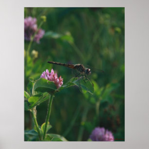 Bereit zum Fliegen - Libellen-Poster Poster