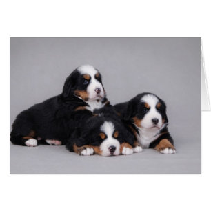Berese puppies