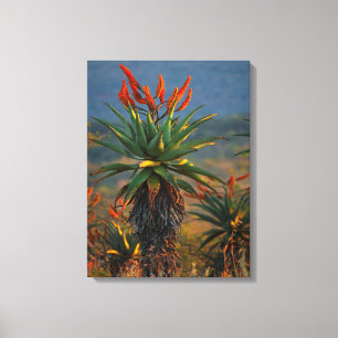 Berg-Aloe (Aloe Marlothii Berger) 2 Leinwanddruck