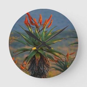 Berg Aloe (Aloe Marlothii Berger) 2 Runde Wanduhr