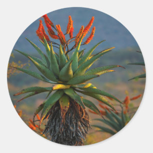 Berg-Aloe (Aloe Marlothii Berger) 2 Runder Aufkleber