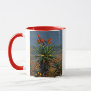 Berg-Aloe (Aloe Marlothii Berger) 2 Tasse