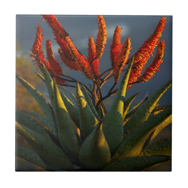 Berg Aloe (Aloe Marlothii Berger) Fliese (Vorderseite)