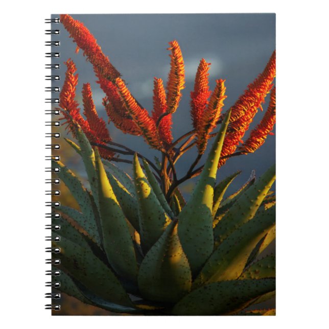 Berg Aloe (Aloe Marlothii Berger) Notizblock (Vorderseite)