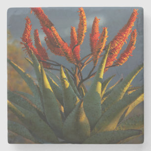 Berg-Aloe (Aloe Marlothii Berger) Steinuntersetzer