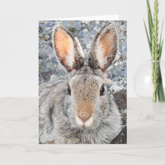 Berg Cottontail Notecard Karte (Vorderseite)