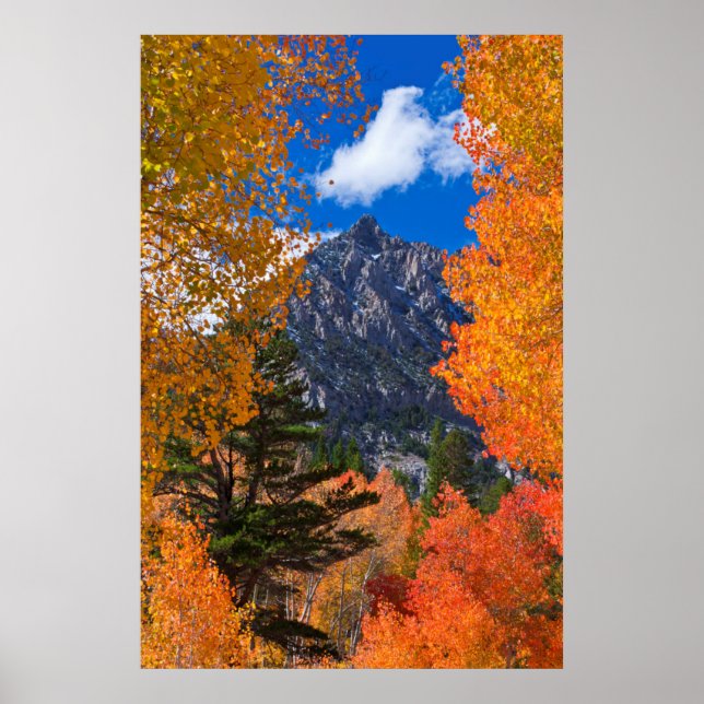 Berg gerahmt im Herbstwald, CA Poster (Vorne)