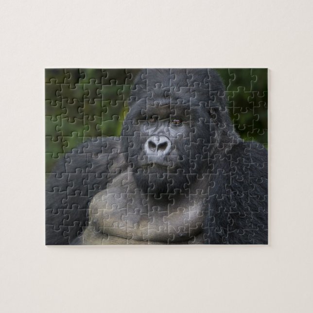 Berg Gorilla und Silverback (Horizontal)