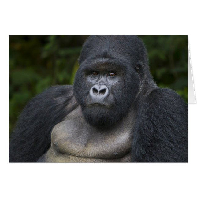 Berg Gorilla und Silverback (Vorderseite (Horizontal))