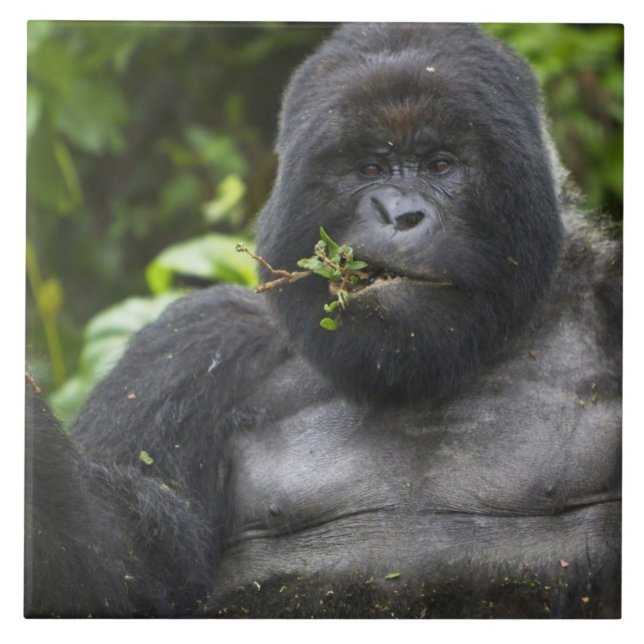 Berg Gorilla und Silverback Fliese (Vorderseite)