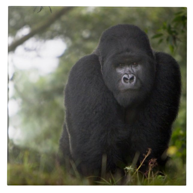 Berg Gorilla und Silverback Fliese (Vorderseite)