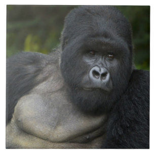 Berg Gorilla und Silverback Fliese