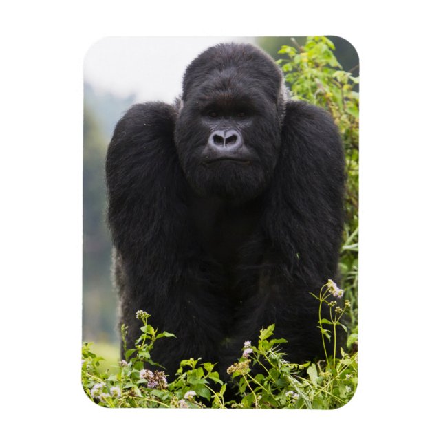 Berg Gorilla und Silverback Magnet (Vertikal)