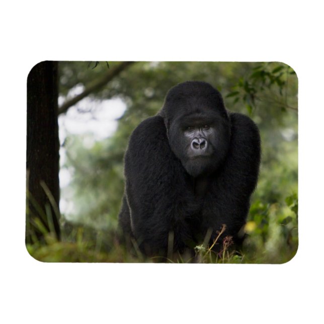 Berg Gorilla und Silverback Magnet (Horizontal)