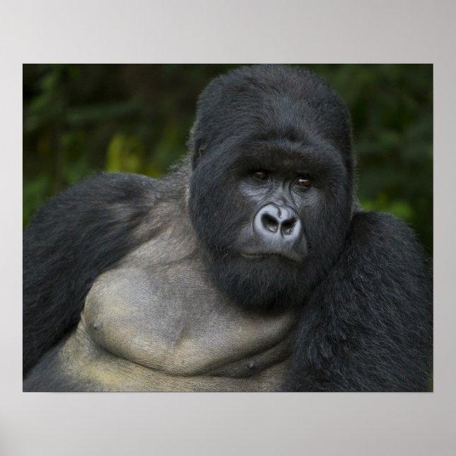 Berg Gorilla und Silverback Poster (Vorne)