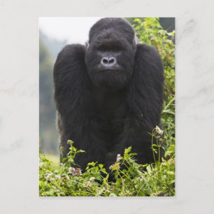 Berg Gorilla und Silverback Postkarte