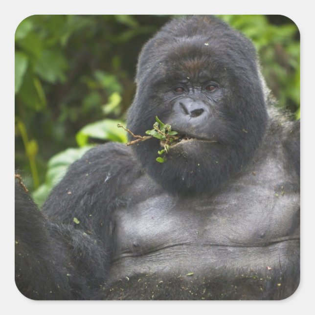 Berg Gorilla und Silverback Quadratischer Aufkleber (Vorderseite)