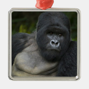 Berg Gorilla und Silverback Silbernes Ornament