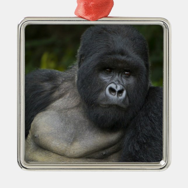Berg Gorilla und Silverback Silbernes Ornament (Vorne)