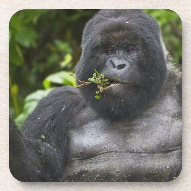 Berg Gorilla und Silverback Untersetzer (Vorderseite)
