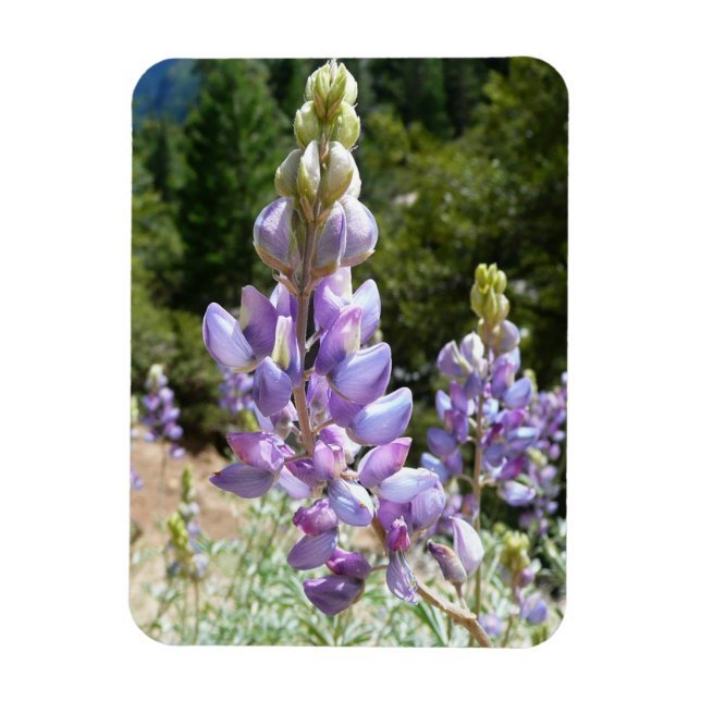Berg-Lupinen im Yosemite Magnet (Vertikal)