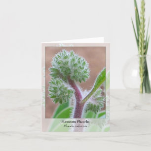Berg Phacelia - gebürtiges Notecard Karte