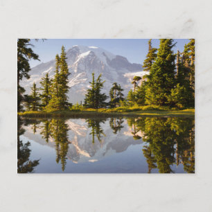 Berg Rainier reflektiert in einem Tal nahe der Plu Postkarte