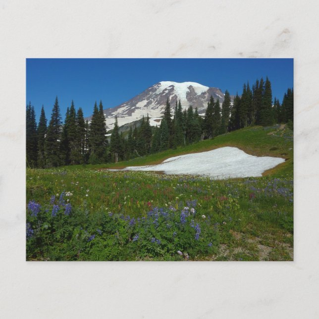 Berg Rainier, Wildblumen und Schnee Postkarte (Vorderseite)