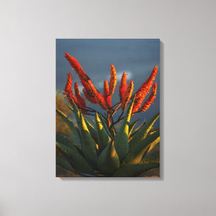 Bergaloe (Aloe Marlothii Berger) Leinwanddruck