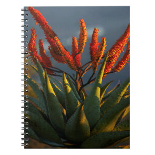 Bergaloe (Aloe Marlothii Berger) Notizblock
