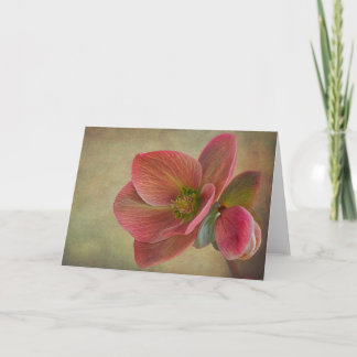 Bergbeauty Helleborus-Karte Karte