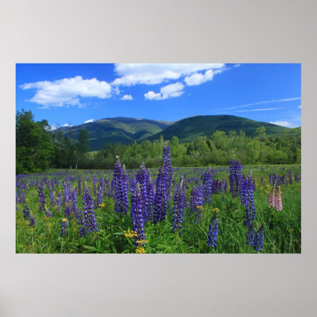 Berge Adams und Lupinen Poster (Vorne)