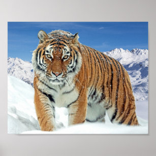 Berge Natur Winter Foto Schnee Tiger Poster