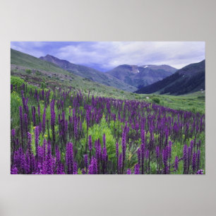 Berge und Wildblumen auf Almwiese, 2 Poster