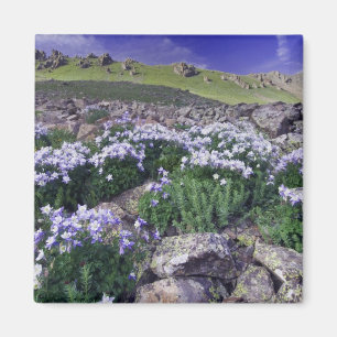 Berge und Wildblumen auf Almwiese, Magnet