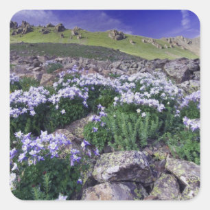 Berge und Wildblumen auf Almwiese, Quadratischer Aufkleber
