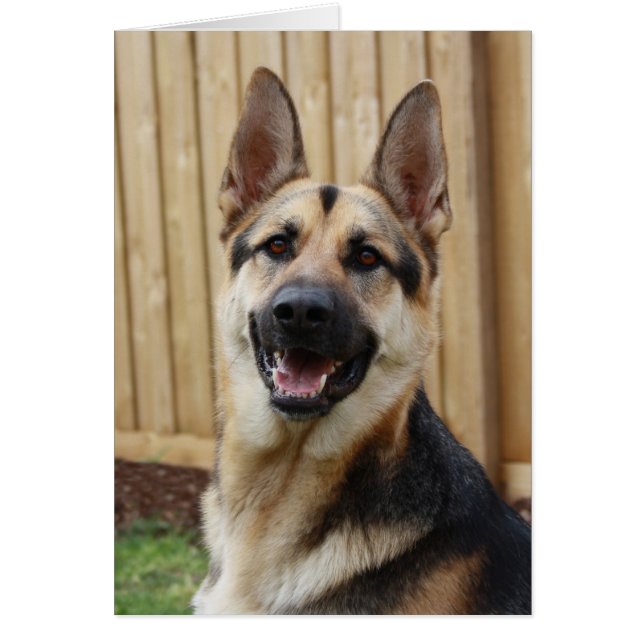 Berger allemand assis (Devant)