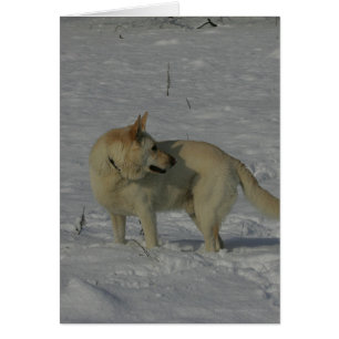 Berger allemand blanc dans la neige