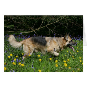 Berger allemand en fleurs jaunes