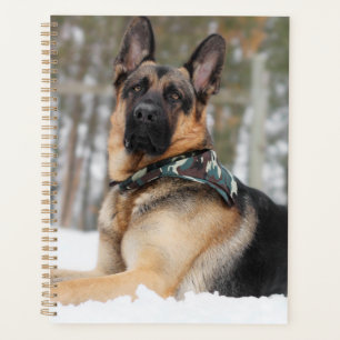Berger Allemand En Neige