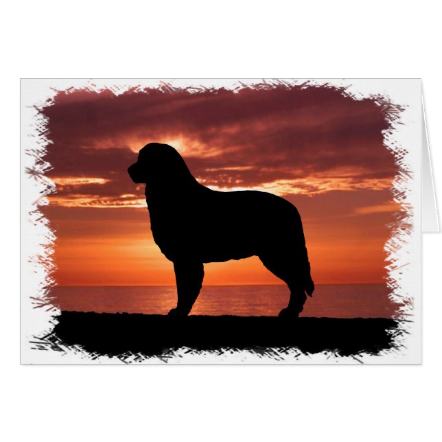 Berger australien (Devant horizontal)