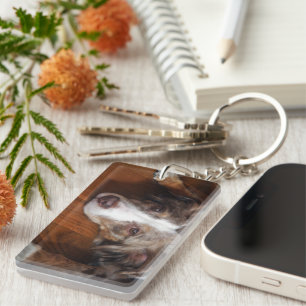 berger australien merle rouge pondre plat