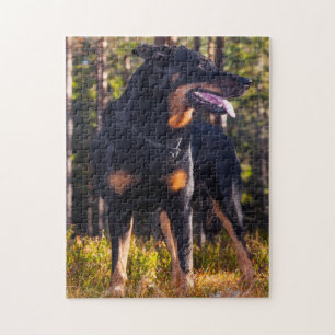 Berger de Beauce Schäferhund.