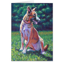 Berger malinois dans le champ de Grassy