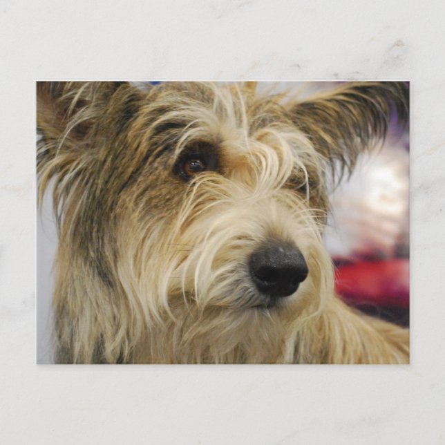 Berger Picard Dog Postcard Postkarte (Vorderseite)