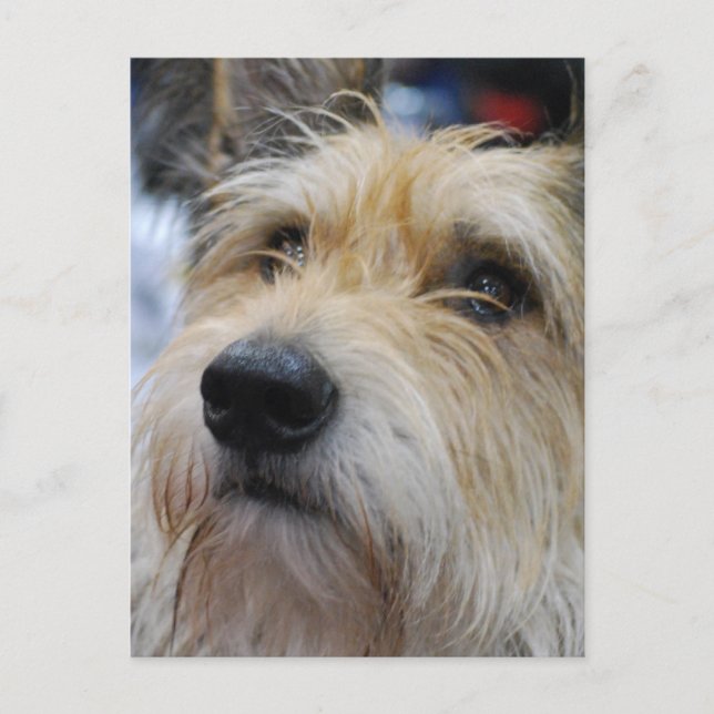 Berger Picard Postcard Postkarte (Vorderseite)