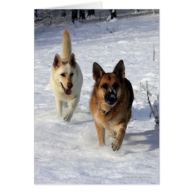 Bergers allemands en courant dans la neige (Devant)