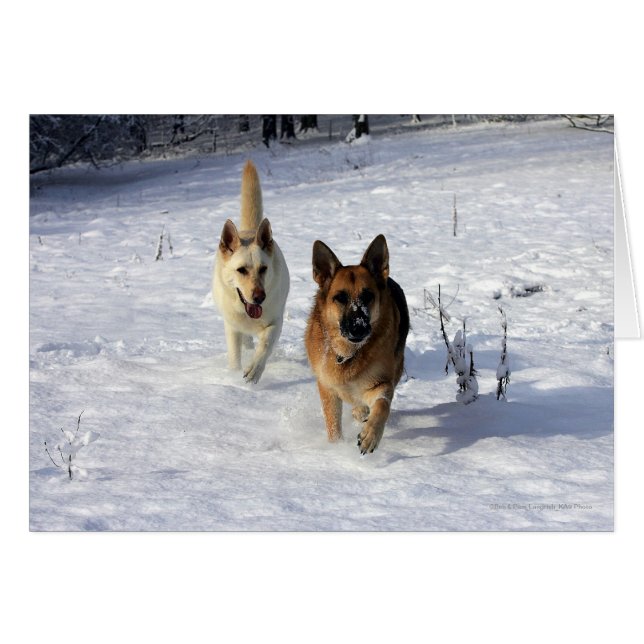 Bergers allemands en courant dans la neige (Devant horizontal)