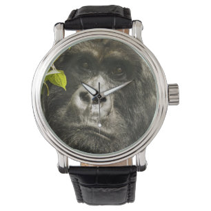 Berggorilla, Gorilla beringei beringei, Armbanduhr